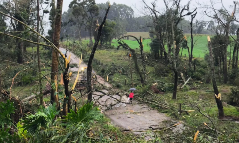 Centenas de �rvores foram derrubadas em Erval Grande pela for�a dos ventos. Cr�dito: Defesa Civil/Prefeitura de Erval Grande 
