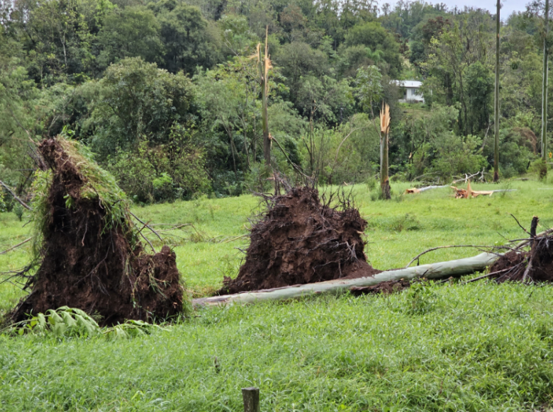 �rvores foram arrancadas por ventos intensos em Itapiranga, SC, na tarde do dia 9. Cr�dito: Corpo de Bombeiros de Itapiranga 