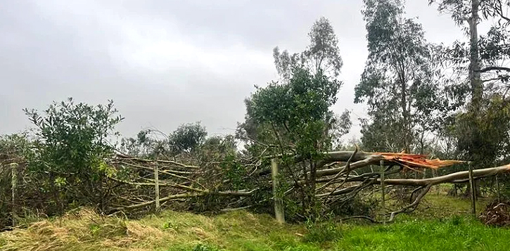 Regi�o dos Canel�es atingida pelos ventos fortes no dia 3. Cr�dito: Defesa Civil de Santa Vit�ria do Palmar