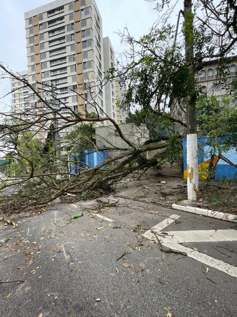 Registro de queda de �rvores e galhos no Sumar�. Cr�dito: Sayako Amanuma