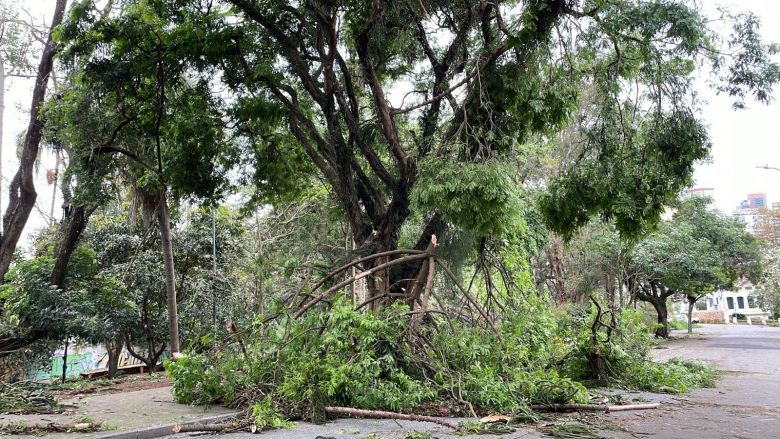 Registro de queda de �rvores e galhos no Sumar�. Cr�dito: Sayako Amanuma