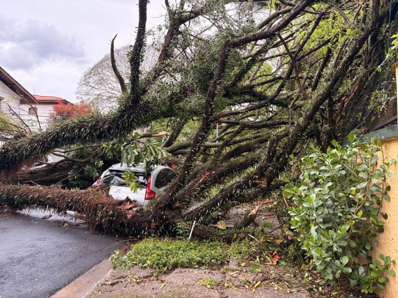 Carro atingido por queda de �rvore em rua do Sumar�, pr�ximo a Avenida Dr. Arnaldo. Cr�dito: divulga��o morador Sumar� 