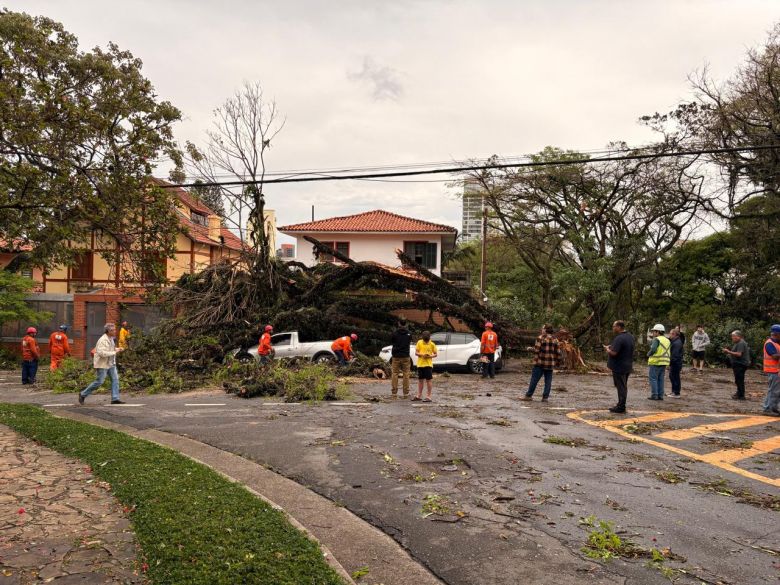 Trabalhos para remo��o das �rvores prosseguem. Cr�dito: divulga��o morador Sumar� 