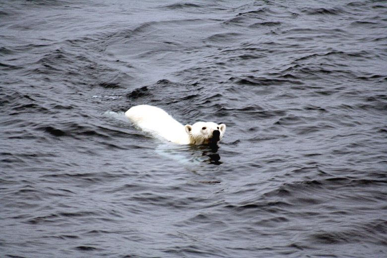 Imagem ilustrativa. Urso polar nada em mar aberto no �rtico. Cr�dito: CC BY-SA 3.0, https://commons.wikimedia.org/w/index.php?curid=2388690 