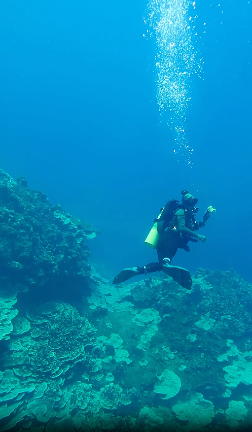 Detalhes de mergulhador pr�ximo ao gigantesco coral descoberto nas Ilhas Marianas. Cr�dito: divulga��o NOAA