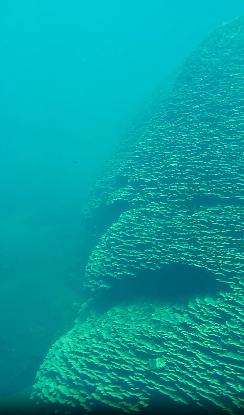 O coral descoberto � do gen�ro Porites e o maior dessa esp�cie j� visto no mundo. Cr�dito: divulga��o NOAA