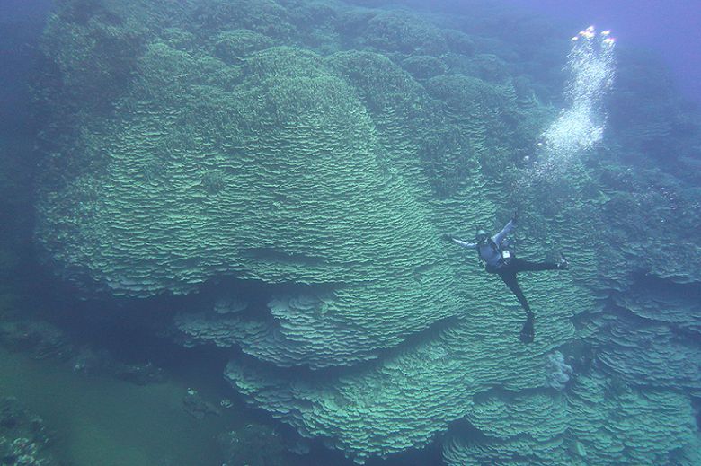Pesquisador da NOAA em frente ao enorme coral no Monumento Nacional Marinho da Fossa das Marianas. Cr�dito: NOAA Fisheries