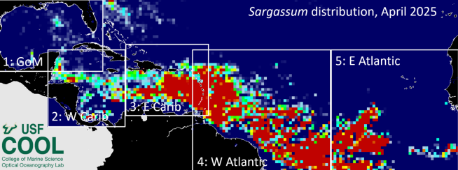 Cintur�o de Sarga�o do Atl�ntico em abril de 2025, ano recorde. Cr�dito: Optical Oceanography Laboratory